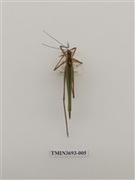 藏品(直翅目(1))的圖片